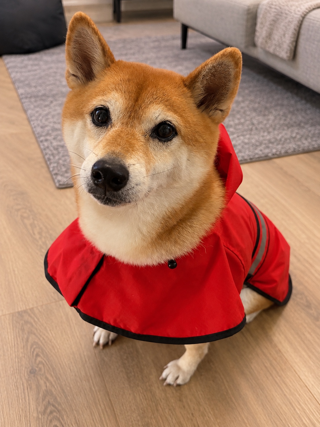 赤いレインポンチョを着て座っている柴犬ハル